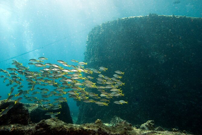 Half-Day Diving in Sal - Included in the Experience