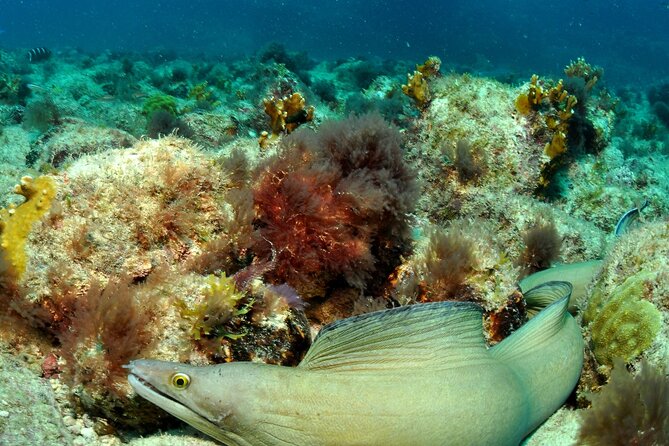 Half-Day Diving in Sal - Group Size and Cancellation Policy