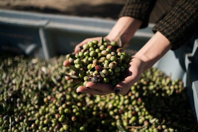 Half-day e-bike tour through the most unknown villages of Mallorca - Exploring Mallorca’s Hidden Villages on a Half-Day E-bike Tour