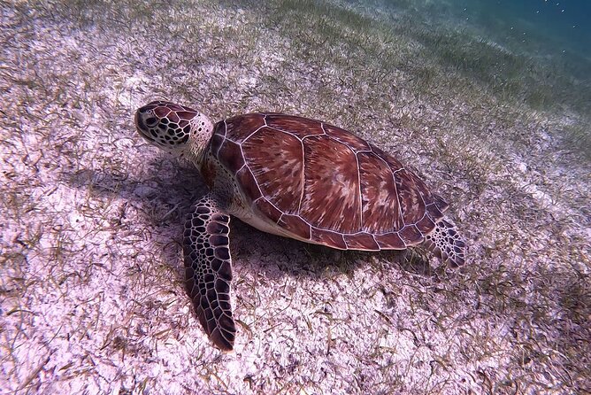 Half Day Exotic Private Charter Rose Island, Pigs and Turtles - Health and Accessibility