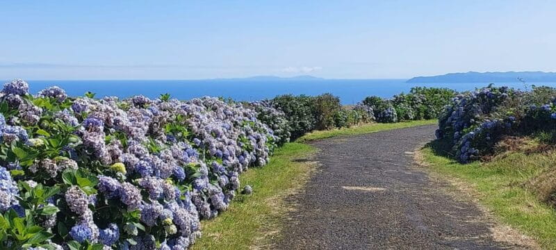 Half Day Faial Island Tour - Key Points / Takeaways