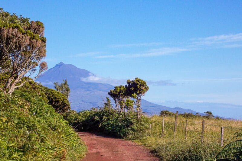 Half Day Faial Island Tour - Endemic Flora and Birdlife