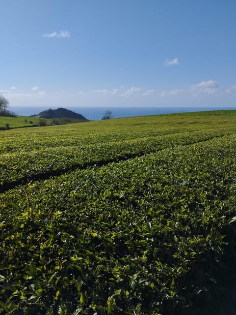 Half Day Fire Lake, Pineapple & Tea by SUV - Exploring Ribeira Grande’s Hot Springs & Cultural Sites