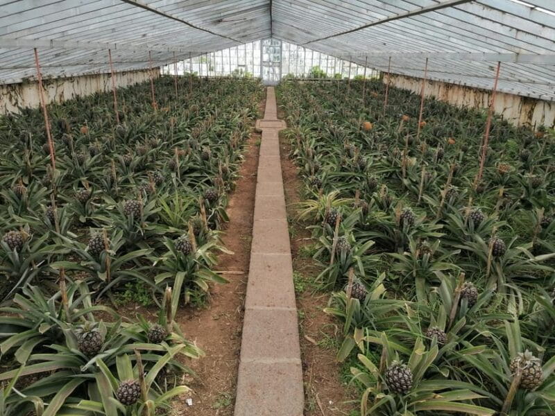 Half Day Fire Lake, Pineapple & Tea by SUV - Pineapple Greenhouses and Local Agriculture