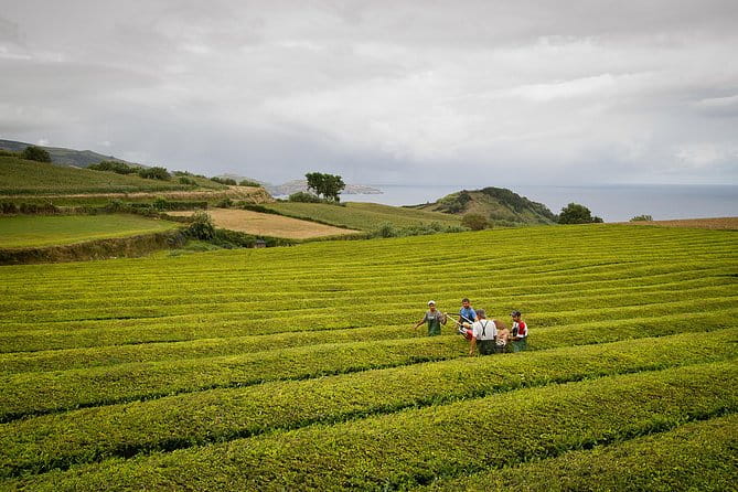 Half day Gorreana - Pedestrian Walk and Tea Tasting (Min. 2 persons) - Things to Consider