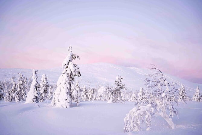 Half Day Guided Tour in the Wilderness of Levi - The Itinerary in Detail: What You Can Expect