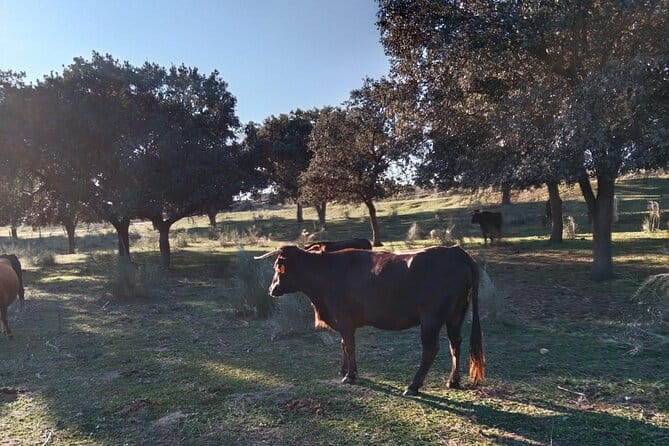 Half-Day Guided Tour to a bull farm in Madrid - Exploring Madrid’s Bulls: A Detailed Review of the Guided Ranch Tour
