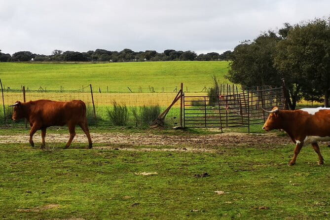 Half-Day Guided Tour to a bull farm in Madrid - FAQ