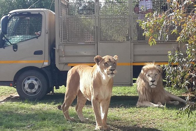 Half Day Lion Park Tour From Johannesburg or Pretoria - Pickup and Meeting Details