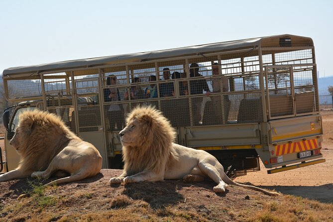 Half Day Lion Park Tour From Johannesburg or Pretoria - Accessibility and Suitability