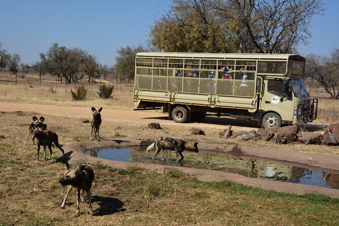 Half Day Lion Park Tour From Johannesburg or Pretoria - Transportation and Guides