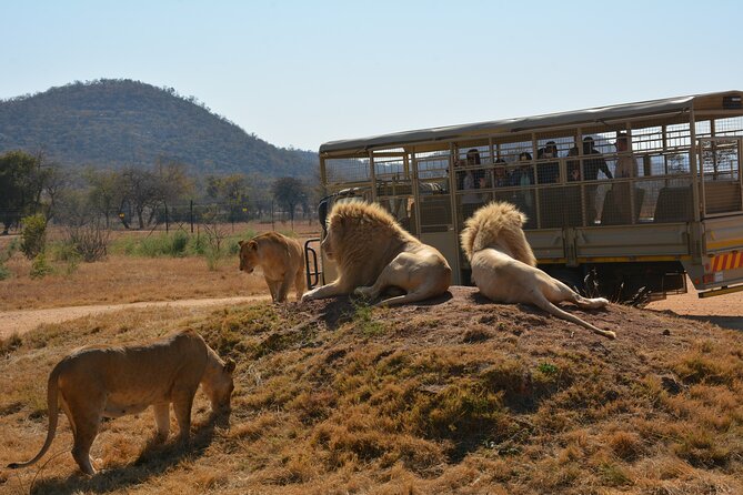 Half Day Lion Park Tour From Johannesburg or Pretoria - Tour Group Size