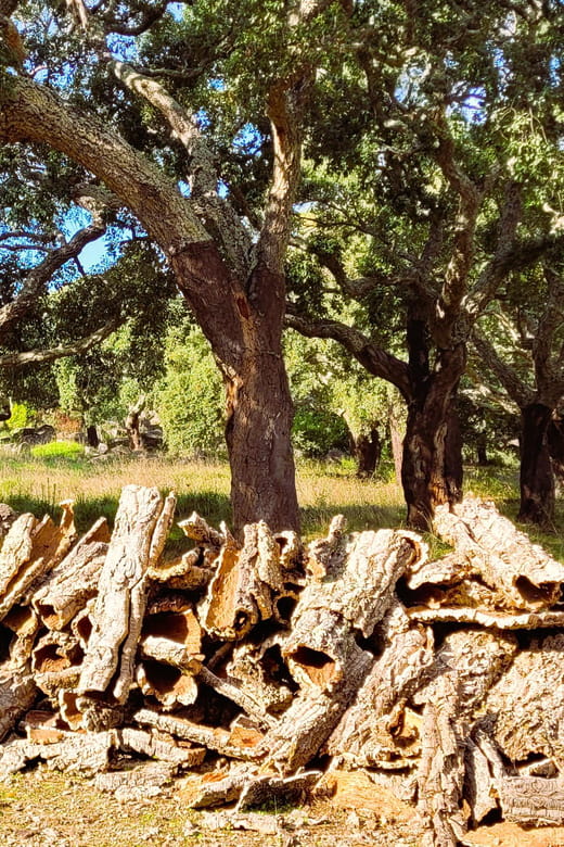 Half-Day Mountain Jeep Safari with firewater tasting - Key Points / Takeaways