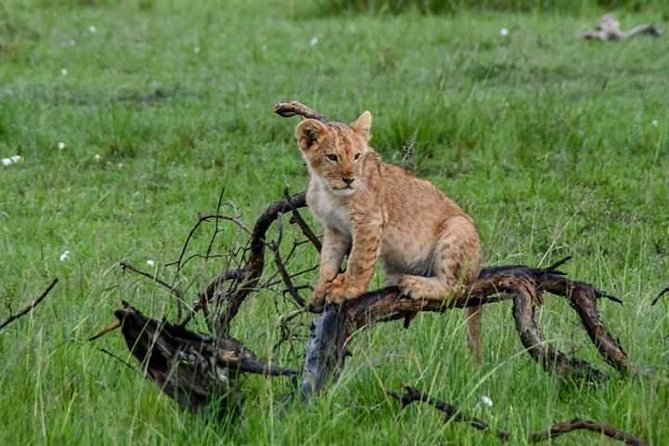 Half-Day Nairobi National Park Safari From Nairobi With Free Pickup - Cancellation Policy