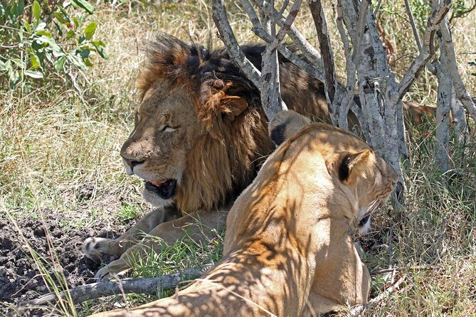Half Day Nairobi National Park Tour With Admission - Wildlife Spotting Opportunities