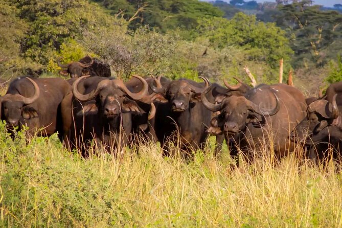 Half Day Nairobi National Park Tour With Admission - Beads and Jewelry Making