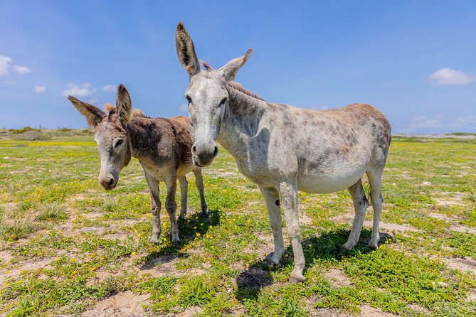 Half Day National Park Safari Tour and Baby Beach - Guided Insights and Stories