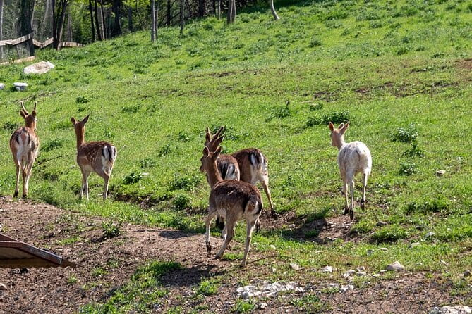 Half-Day of Horseback Adventure with Wine Tasting - Who This Tour Is Perfect For