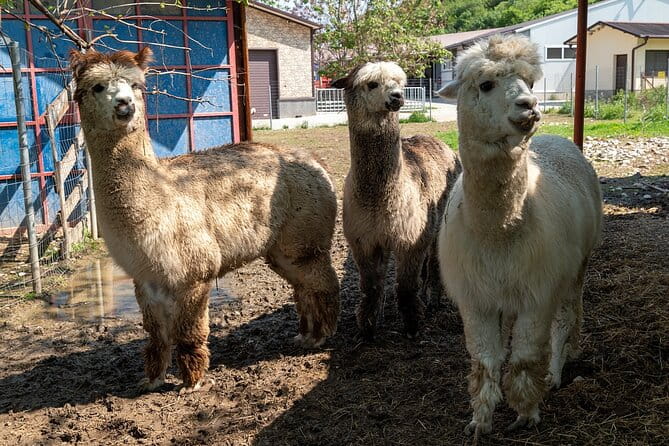 Half-Day of Horseback Adventure with Wine Tasting - FAQ