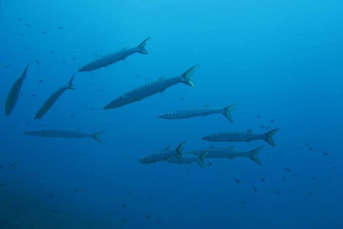 Half Day of Snorkeling and a Swim on Elba Island - Is This Tour Right for You?