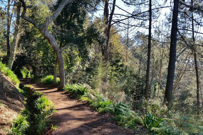 Half-Day Paradise Valley Walking Tour - Discovering Madeira’s Hidden Gems: A Walk Through Paradise Valley