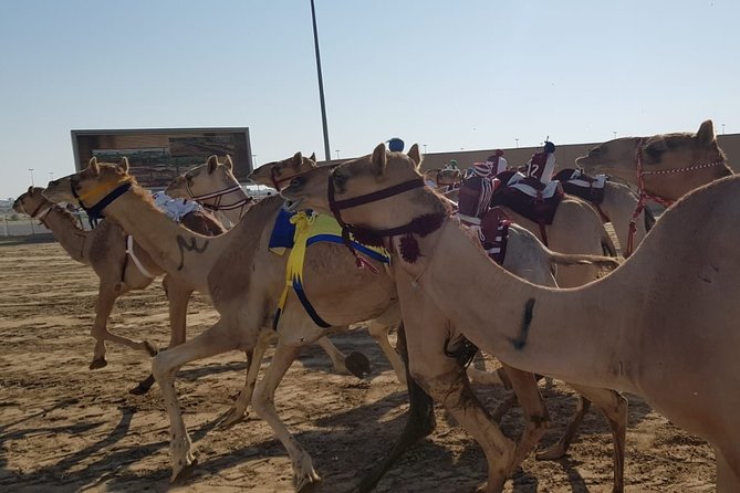 Half-Day Private Guided Camel Race Tour in Qatar - Camel Race Experience