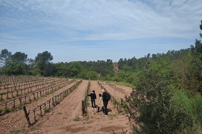 Half Day Private Wine & Oil Tasting Tour near Barcelona with hotel pick up - FAQ