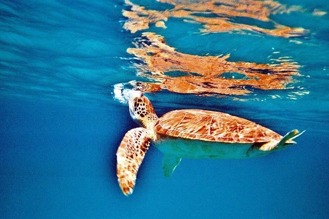 Half Day Sail and Snorkel With the Turtles - Experience Overview