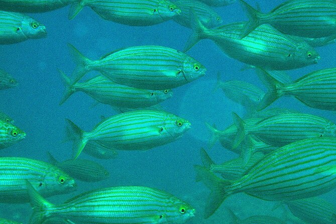 Half-Day Sailing Excursion - Admiring Capo Rizzutos Coastline