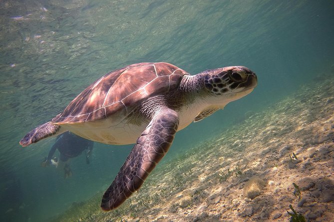 Half-Day Scuba Diving Tour - Discover Scuba Diving! - Meeting Point and Pickup