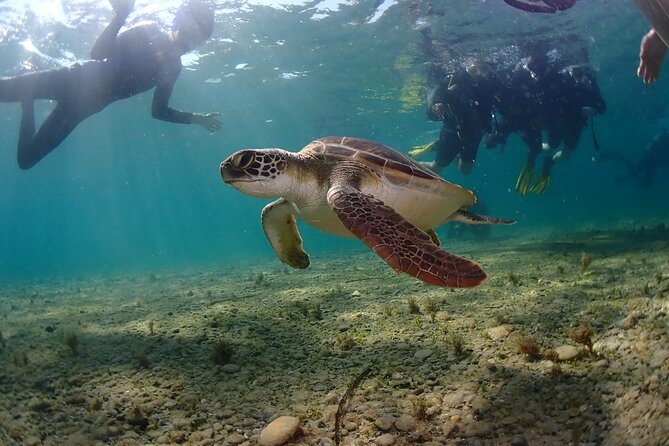 Half-Day Scuba Diving Tour - Discover Scuba Diving! - Group Size and Medical Considerations