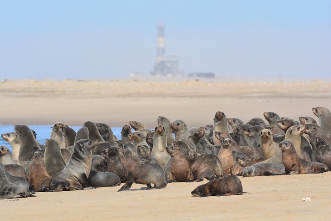Half-Day Seal Kayak Adventure at Pelican Point in Walvis Bay - Meeting Point and Transportation