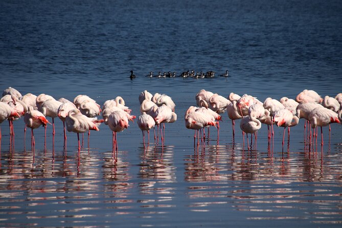 Half-Day Seal Kayak Adventure at Pelican Point in Walvis Bay - Wildlife Observation Opportunities