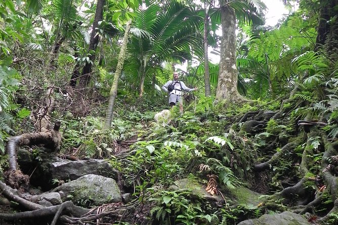 Half-Day St. Kitts Rainforest Hike - Key Points