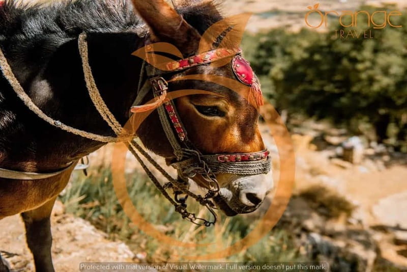 Half-Day Tour : Lasithi Plateau-Mythology Park - FAQs