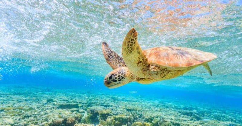 Half-Day Tour to Turtle Island - Keri Caves - FAQ