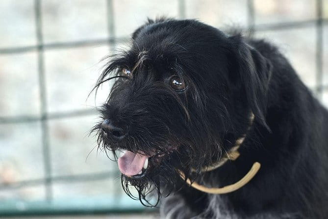 Half day trip to Motovun with Local Brandies Tasting - Walking Through the Experience: A Step-by-Step Breakdown