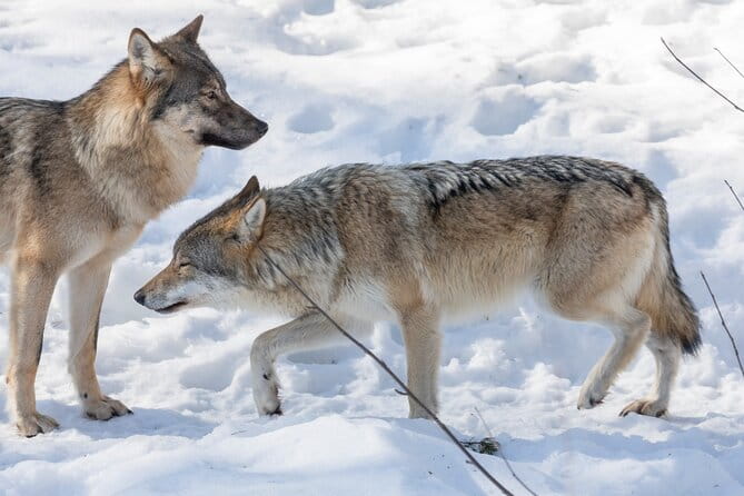 Half-Day Trip to Ranua Wildlife Park from Rovaniemi - Final Thoughts: Who Should Book This?