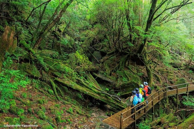 Half Day Walking Tour in Yakusugi Land - Key Points