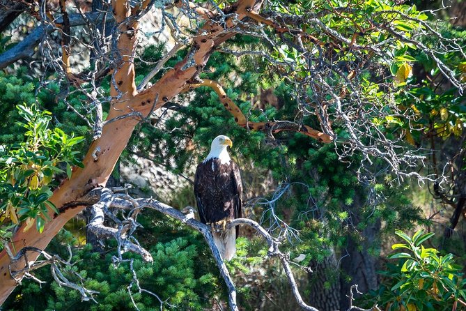 Half-Day Whale Watching Adventure From Vancouver - Weather Conditions and Operations