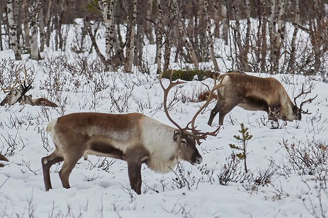 Half day Wildlife and Nature Photography - What You Should Know Before Booking