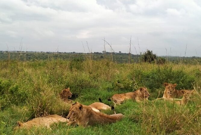 Half Day Wildlife Tour to Nairobi National Park Game Drive With Pickup/Drop off - Unobstructed Safari Van Viewing