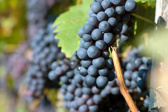 Half-Day Wine Tasting Tour in Etyek Wine Country Near Budapest - Tour Highlights