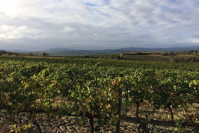 Half day wine tour. Private tour from Carcassonne and around. - Key Points and Takeaways