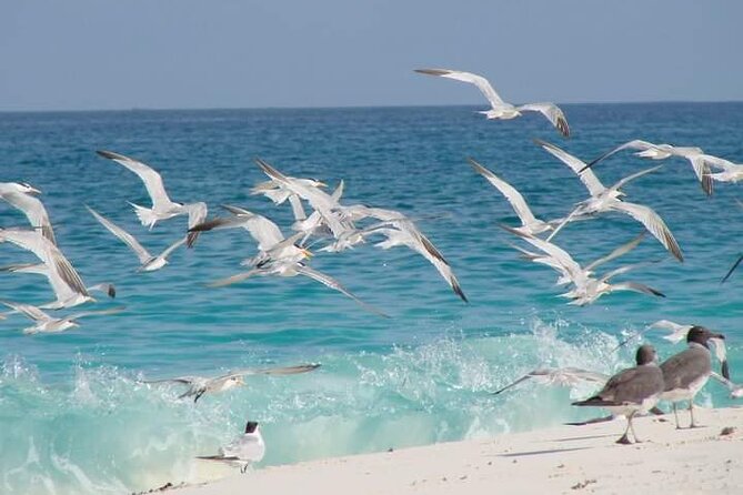 Half Day Zanzibar Mnemba Atoll Marine Reserve Snorkeling Tour - Marine Life and Conservation