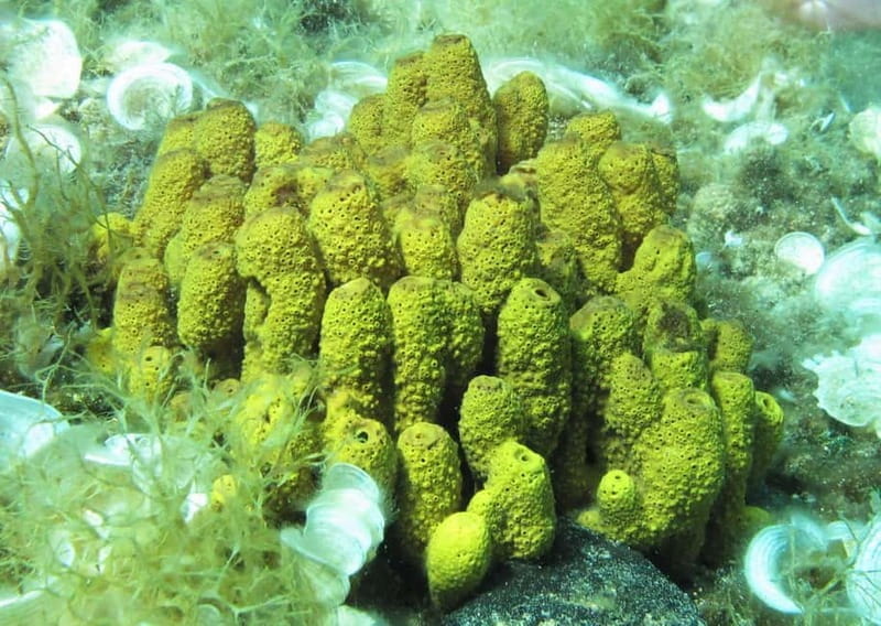 Halkidiki-Kassandra: Scuba Diving for Beginners - Final Thoughts