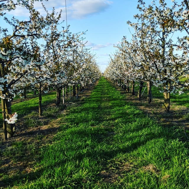 Hamburg Country Side - Altes Land - Refreshments and Local Tastes