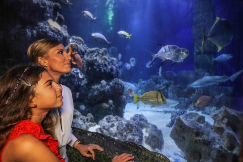 Hanover: SEA LIFE Entry Ticket - Entering the Realm of Marine Wonders
