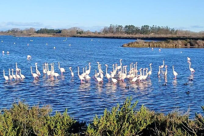 Happy tour camargue an immersion by bike and scooter E - Key points / Takeaways