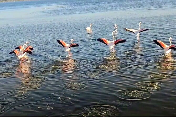 Happy tour camargue an immersion by bike and scooter E - Discovering the Camargue: A Full Breakdown